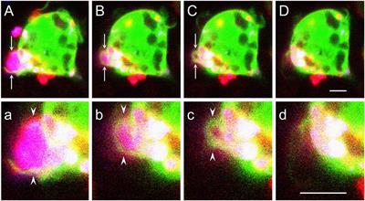 Galectin-3 (MAC-2) controls phagocytosis and macropinocytosis through intracellular and extracellular mechanisms